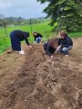 Brambory na školní zahradě